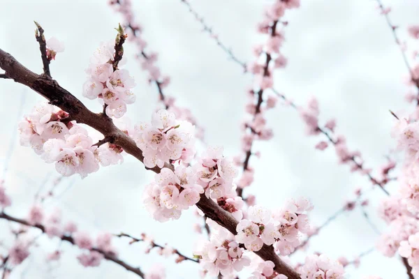 Arbre à fleurs de sakura doucement rose sur fond de ciel bleu à — Photo
