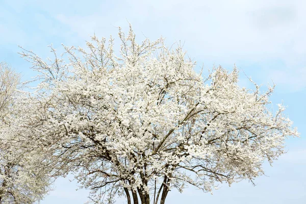 Arbre à fleurs blanches de sakura sur fond de ciel bleu à sprin — Photo