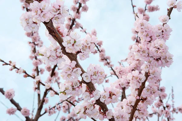 Blând roz înflorit copac de sakura pe fundalul cerului albastru la — Fotografie, imagine de stoc