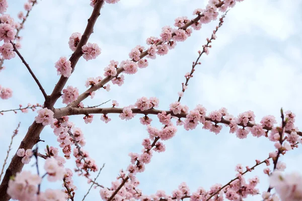 Blând roz înflorit copac de sakura pe fundalul cerului albastru la — Fotografie, imagine de stoc