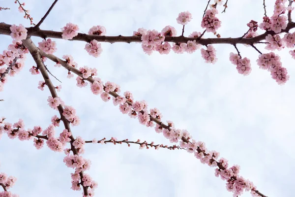 Jemně růžové Kvetoucí strom na pozadí modré oblohy na jaro — Stock fotografie