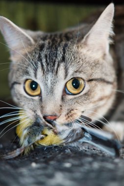 Evcil kedi bir kuş avlar ve onu evine gönderir.