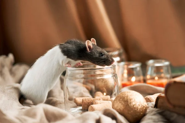 Decorative black and white rat among christmas toys and candles.