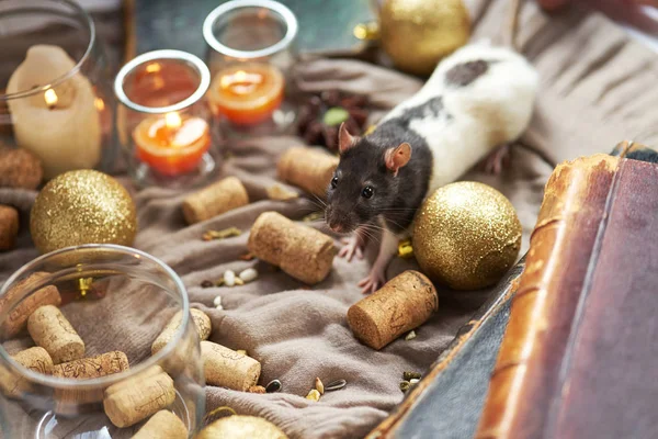 Decorative black and white rat among christmas toys and candles.
