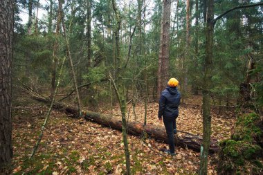 Beyaz adam ladin sonbahar ormanlarını keşfediyor.