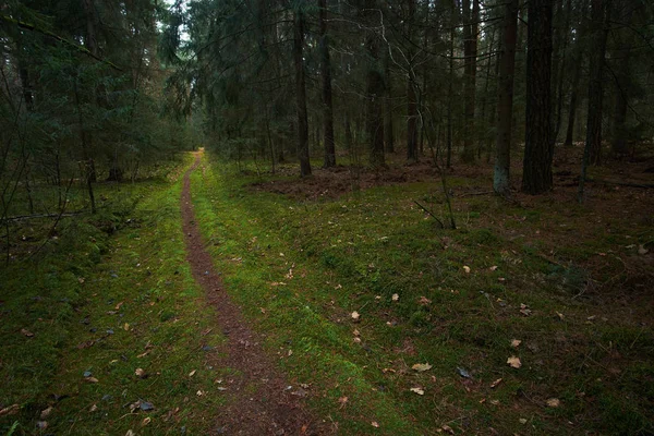 Sentier au bord des bois dans la forêt d'épinettes d'automne — Photo