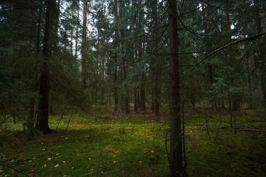 Ladin sonbahar orman yolu. 