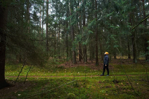 Hombre caucásico tiene un paseo en el bosque de abetos, observando árboles —  Fotos de Stock