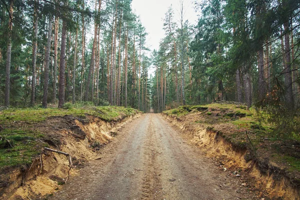 Camino de tierra en bosque de otoño —  Fotos de Stock