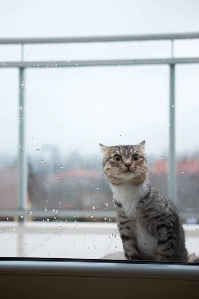 Gato Consigue Frío Fuera Ventana Balcón Debido Frío Lluvioso Tiempo —  Fotos de Stock