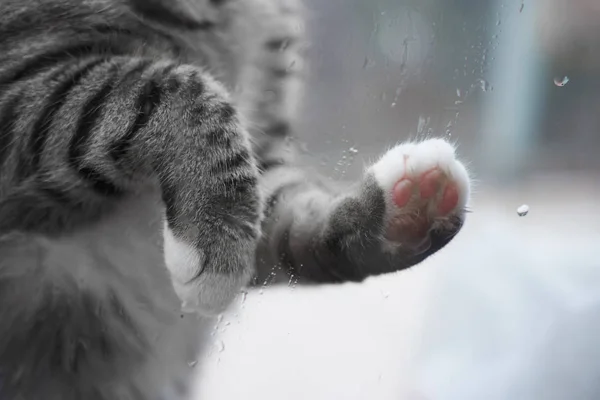 Katt Tass Ett Fönster Utanför — Stockfoto