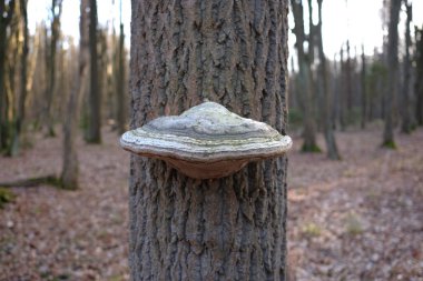 Agarikon fungus parasitising on a trunk of a tree clipart