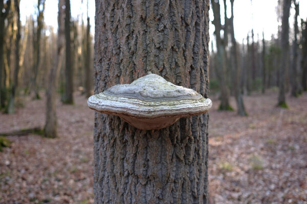 Agarikon fungus parasitising on a trunk of a tree