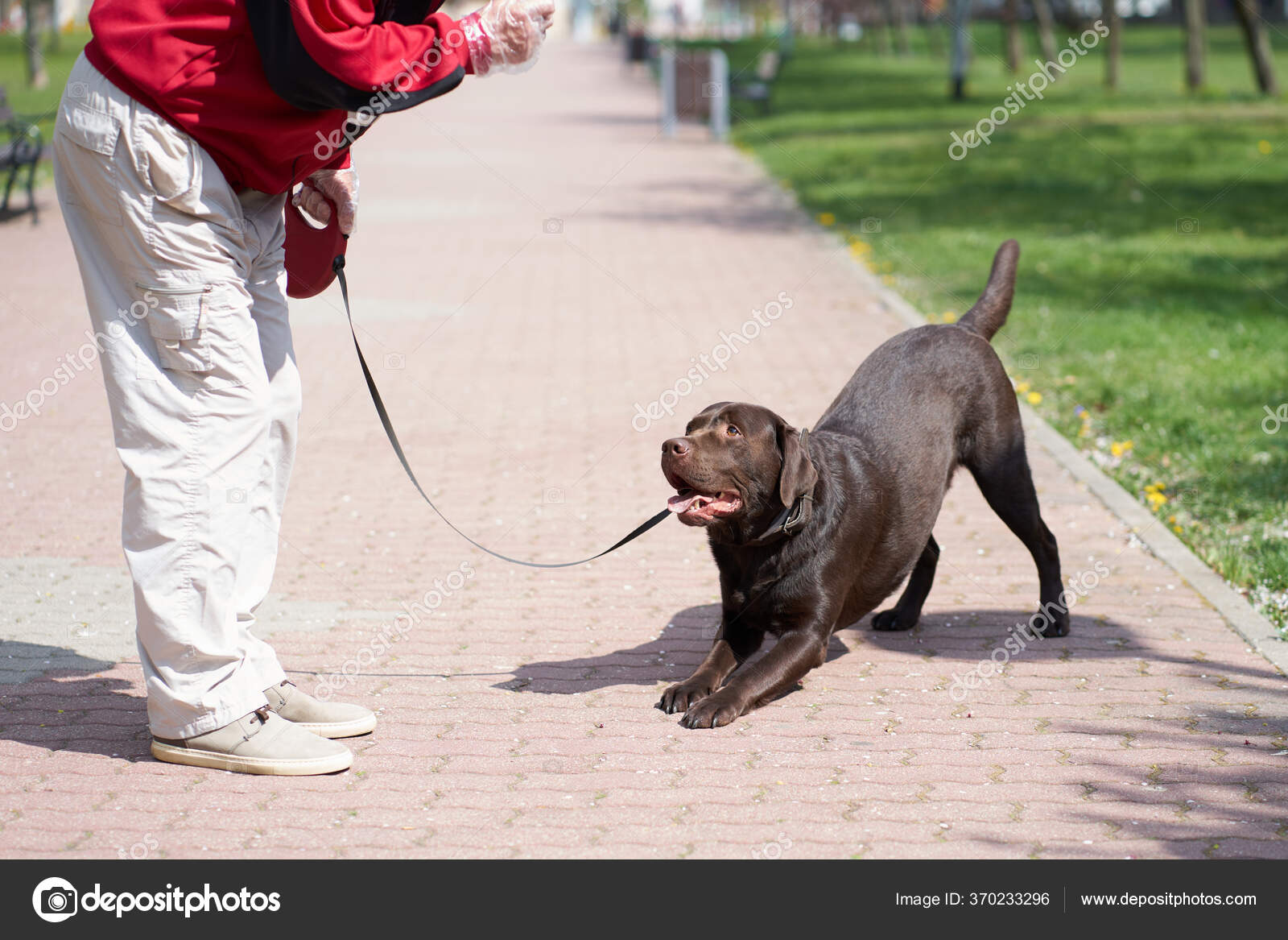 犬の散歩写真素材、ロイヤリティフリー犬の散歩画像Depositphotos®