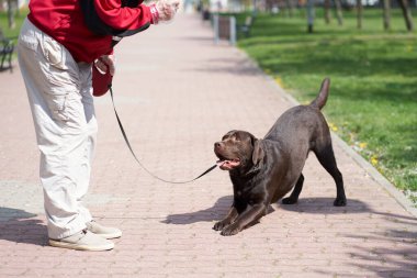Labrador ustasına hizmet ediyor.