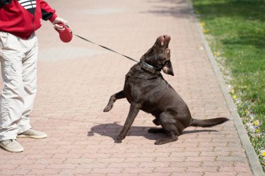Kahverengi labrador köpek gezdirirken ustasına servis yapıyor.