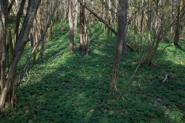 Doğa rezervi. Güneşli bir günde ormanda güzel beyaz çiçekli yeşil çayır..