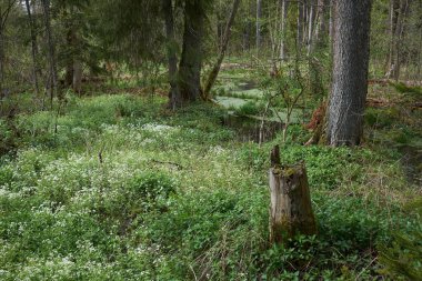 Doğa rezervi. Bataklıklar arasında güzel beyaz çiçekli çayır..