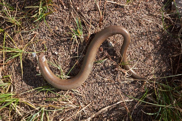Wildlife Snake Lies Ground Sunny Day — Stock Photo, Image