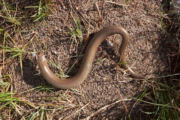 Vida Selvagem Serpente Está Chão Dia Ensolarado — Fotografia de Stock