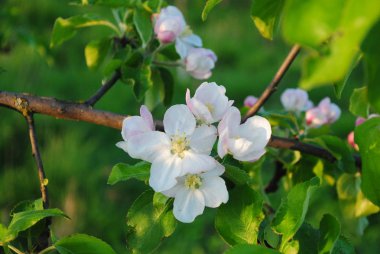 Çiçek açmış elma dalı. Nisan.