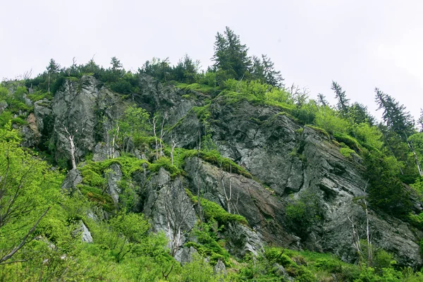 Montagne rocciose con piante — Foto Stock
