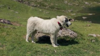 Alp köpek arama etrafında dağlar çimlere koklama.