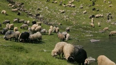 Karpatlar gölde, otlatma koyun sürüsü