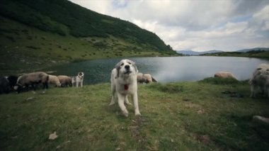 Ağır çekim. Koyun sürüsü koruyan şirin Alp köpek havlayan