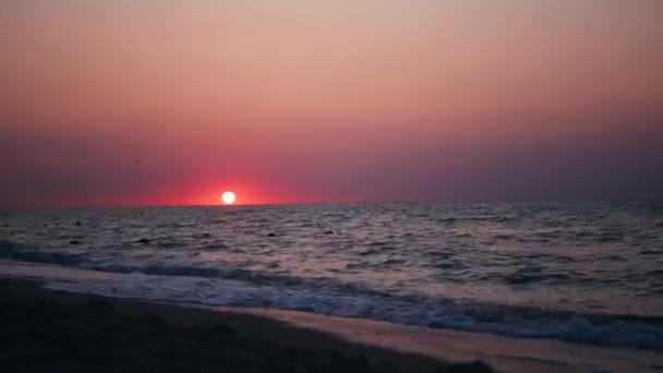 タイムラプス。カモメのビーチの日の出 — ストック動画