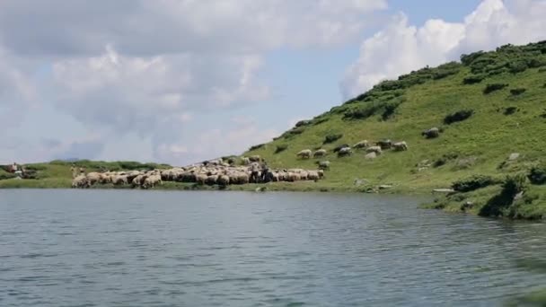 Ένα κοπάδι των προβάτων με τους ποιμένες και ένα σκυλί αγωνιστικά πίσω κοντά στη λίμνη βουνό — Αρχείο Βίντεο