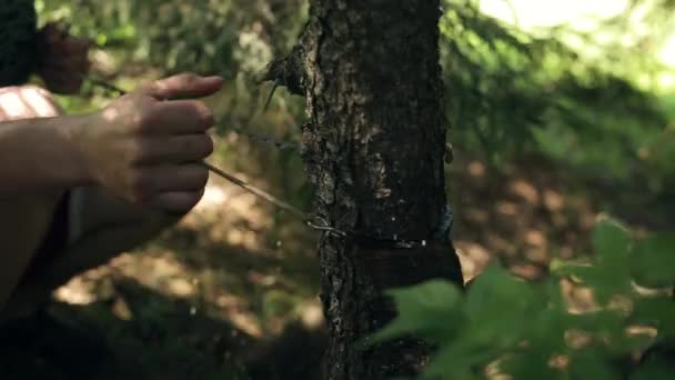 Fechar o homem cortando madeira com uma serra de mão — Vídeo de Stock