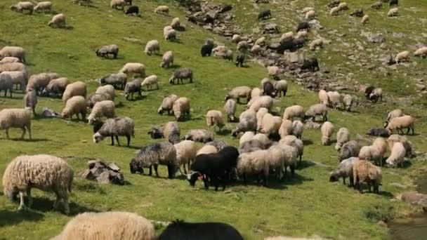 Troupeau de moutons paissent sur la pente des Carpates — Video