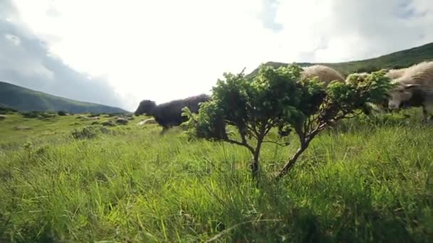 Zpomalený pohyb. Ovce utekla na svahu Karpat, zobrazit prostřednictvím malý strom — Stock video