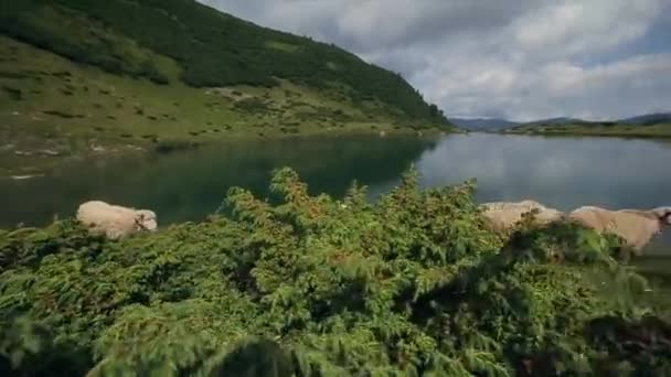 Movimento lento. Ovelhas fugir perto do lago da montanha nas montanhas dos Cárpatos — Vídeo de Stock