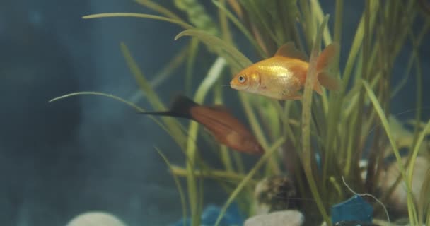 Pesci dorati in acquario tra alghe — Video Stock