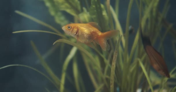 Золотая рыба в аквариуме между водорослями — стоковое видео