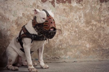 Yerli köpek boğa korkunç doğurmak. Köpek namlu sığ derinlik-in tarla odaklanmak