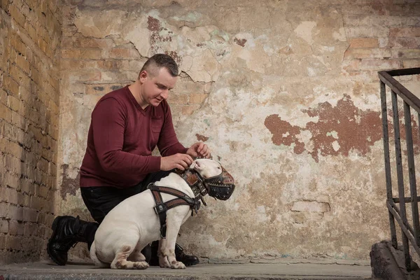 El hombre abotonar un collar de perro contra el fondo de una pared de descamación. Retrato de hombre y toro blanco terrier. Entrenador de perros — Foto de Stock