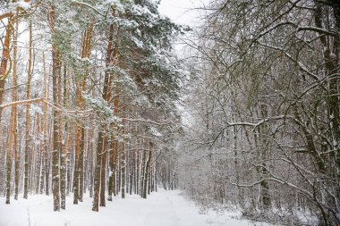 Karla kaplı donmuş ormanda yol