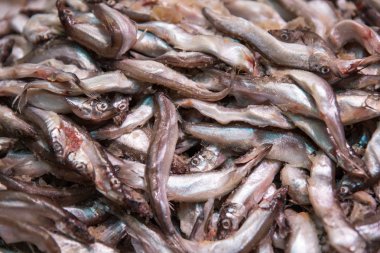 Taze kokuyor, capelin veya caplin balık. Seçici odak