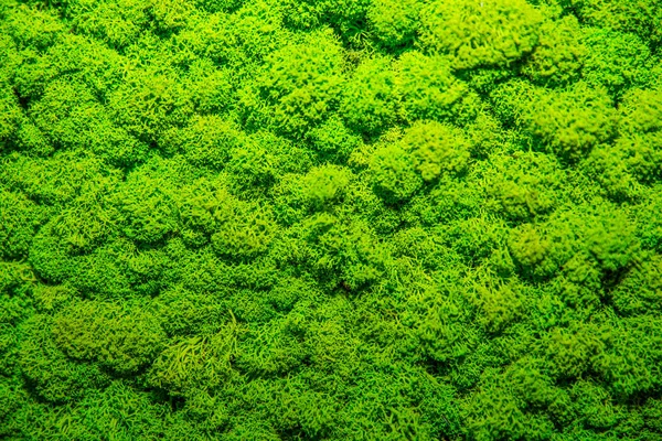 Sfondo verde muschio, texture muschiata — Foto Stock