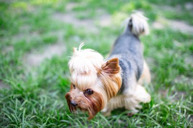 Erkek veya kadın Yorkshire Terrier köpek portresi.