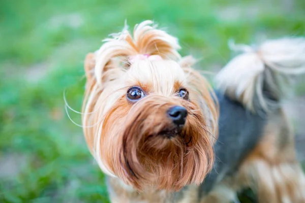 Retrato de macho ou fêmea Yorkshire Terrier cão . — Fotografia de Stock