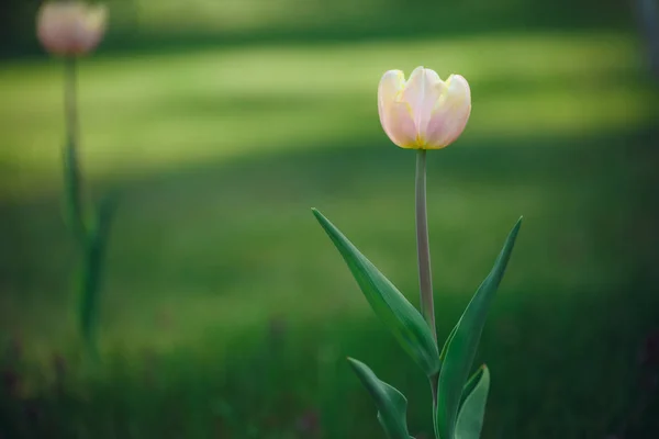 Rosa Tulpen Vor Grünem Hintergrund Tulpen Wachsen Der Natur Kopierraum — Stockfoto