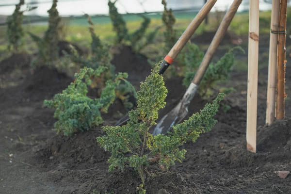 Ogrodnik z łopatą ziemi zajmuje się kopaniem w korzeniach choinki. czas sadzenia na działce ogrodowej — Zdjęcie stockowe