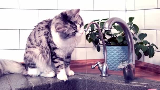Милая кошка пьет воду из крана на кухне — стоковое видео