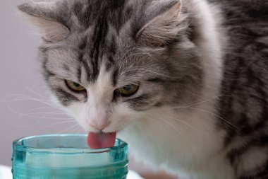 Bardaktan süt içen sevimli kedi, yakın plan. Masadaki kedi.