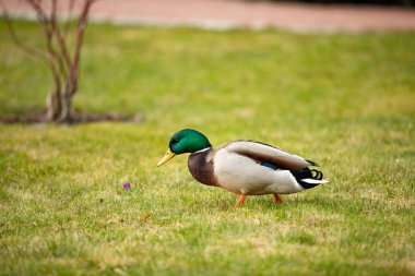 Vahşi bir Drake yeşil çimlerin arasından uzaklığa koşuyor.