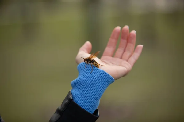 Cierra una abeja en la mano humana. Insecto peligroso y animal venenoso en la naturaleza . —  Fotos de Stock